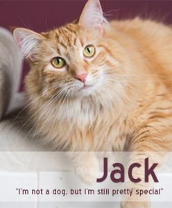 Jack the Cat