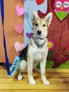 Tammy - adoptable