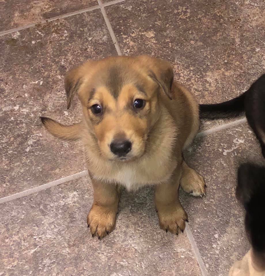 54430244_2097584703652188_6654178787149742080_n Manitoba Mutts Dog Rescue