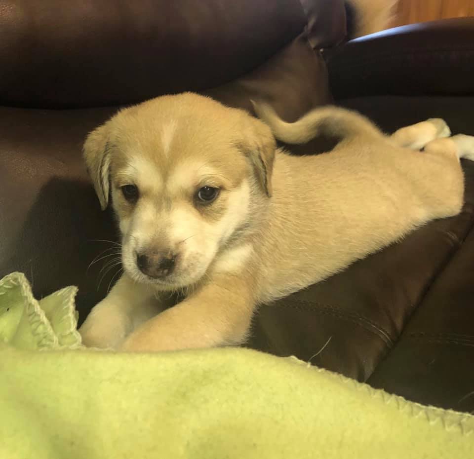 54437049_2097587706985221_4621555634230263808_n Manitoba Mutts Dog Rescue