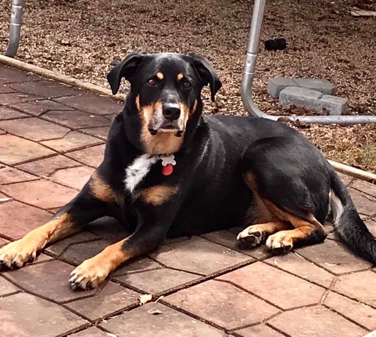 home-manitoba-mutts-dog-rescue
