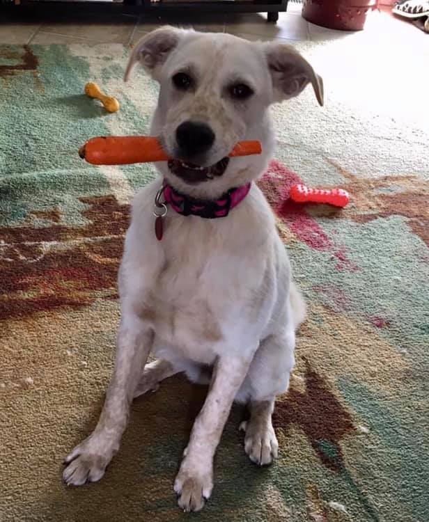 58650140_2147343728676285_8572276907704320000_n Manitoba Mutts Dog Rescue