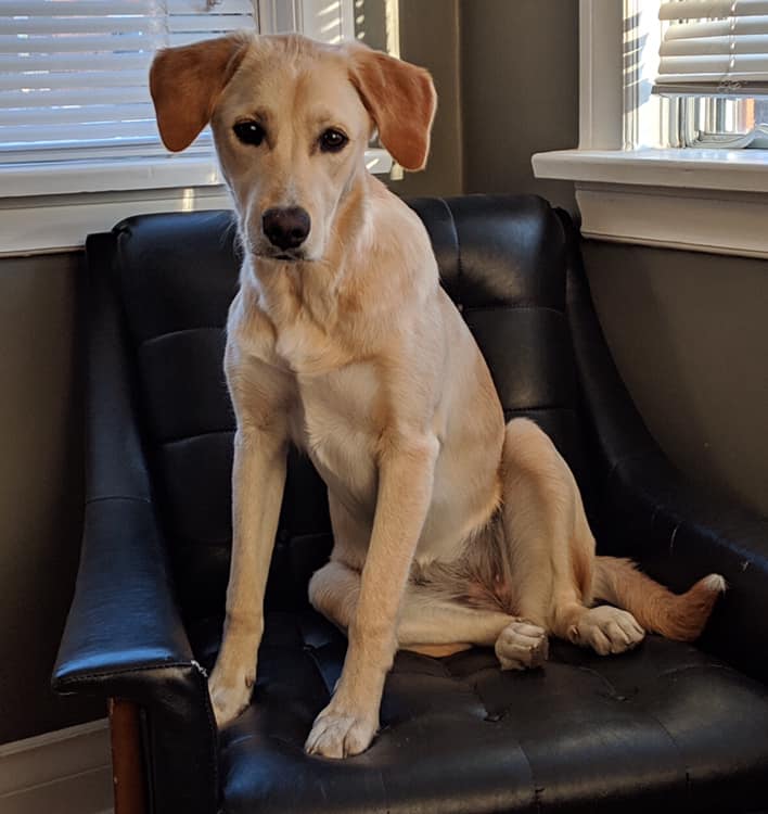 59503690_2158107427599915_3447909546620616704_n Manitoba Mutts Dog Rescue