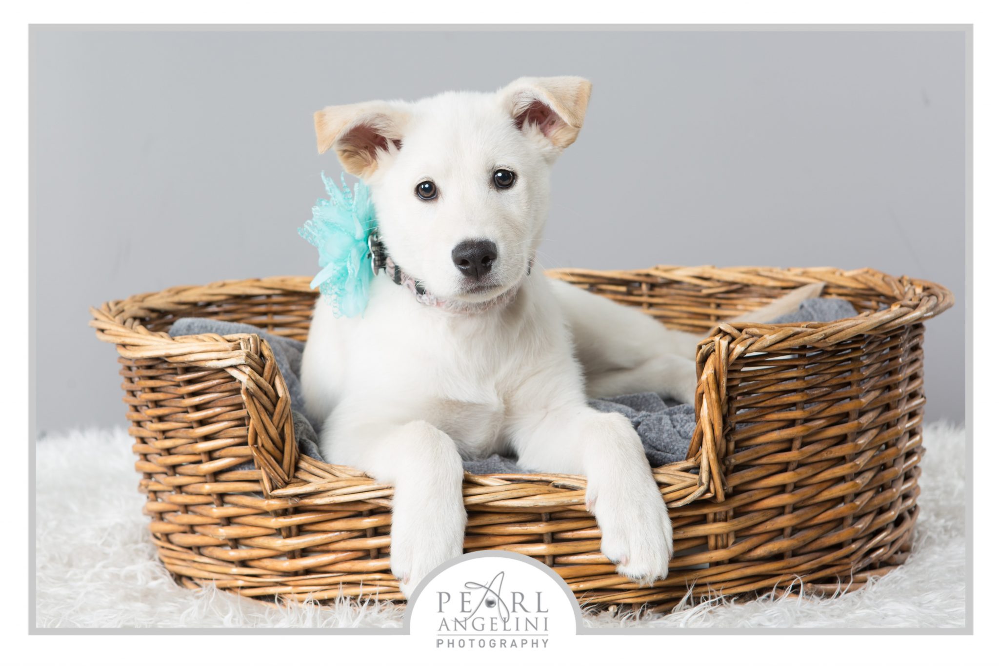 Home Manitoba Mutts Dog Rescue