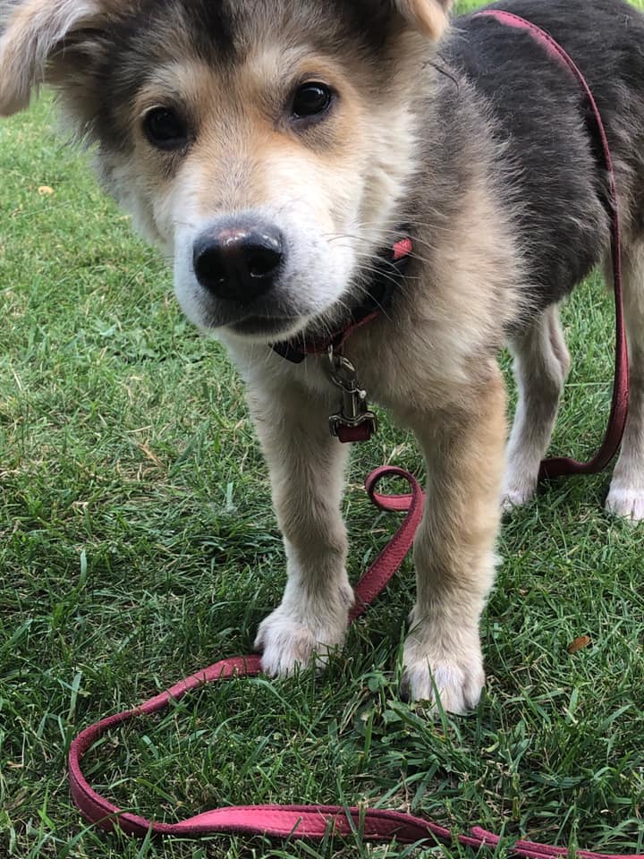 68491006_10157219525480726_3082936772133388288_n Manitoba Mutts Dog