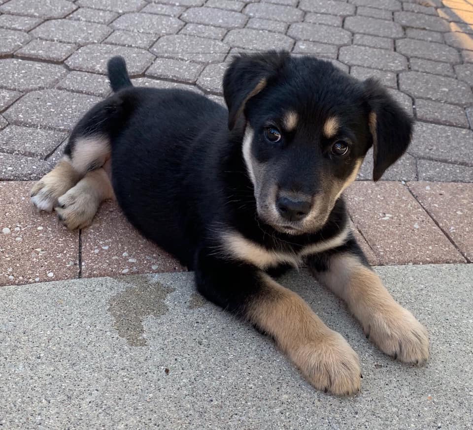 70744000_2406088626135126_1592576776754692096_n Manitoba Mutts Dog Rescue