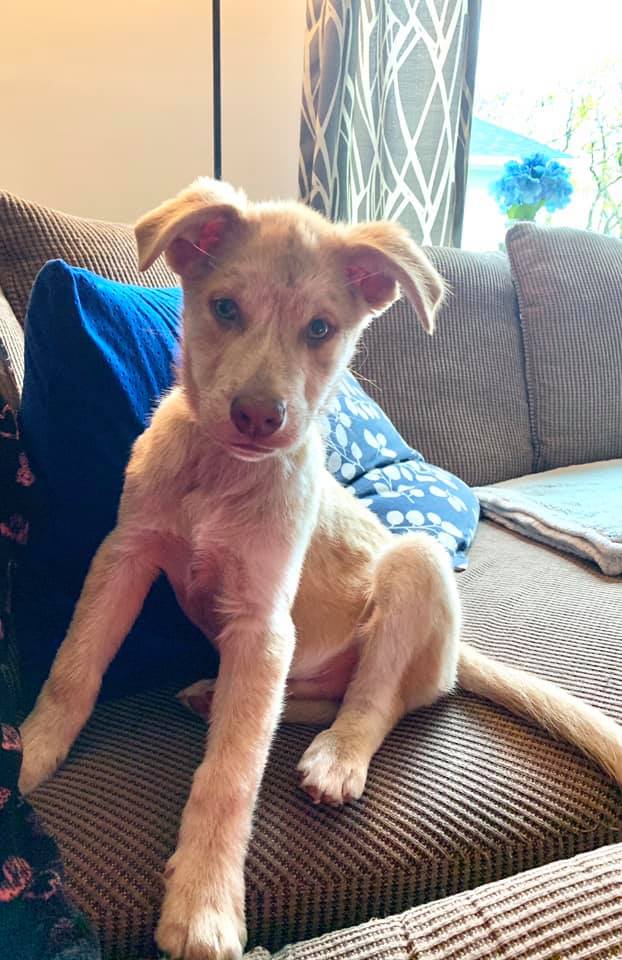 71690226_10157341281525726_4668973091085352960_n1 Manitoba Mutts Dog