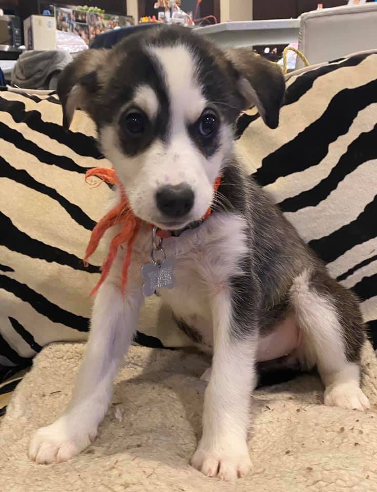 80513717_2588130057930981_2715196410914930688_n Manitoba Mutts Dog Rescue