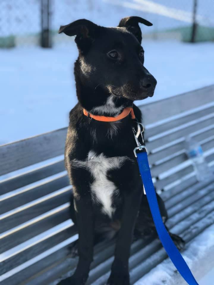 82179037_2651329784944341_6756719808491814912_n Manitoba Mutts Dog Rescue