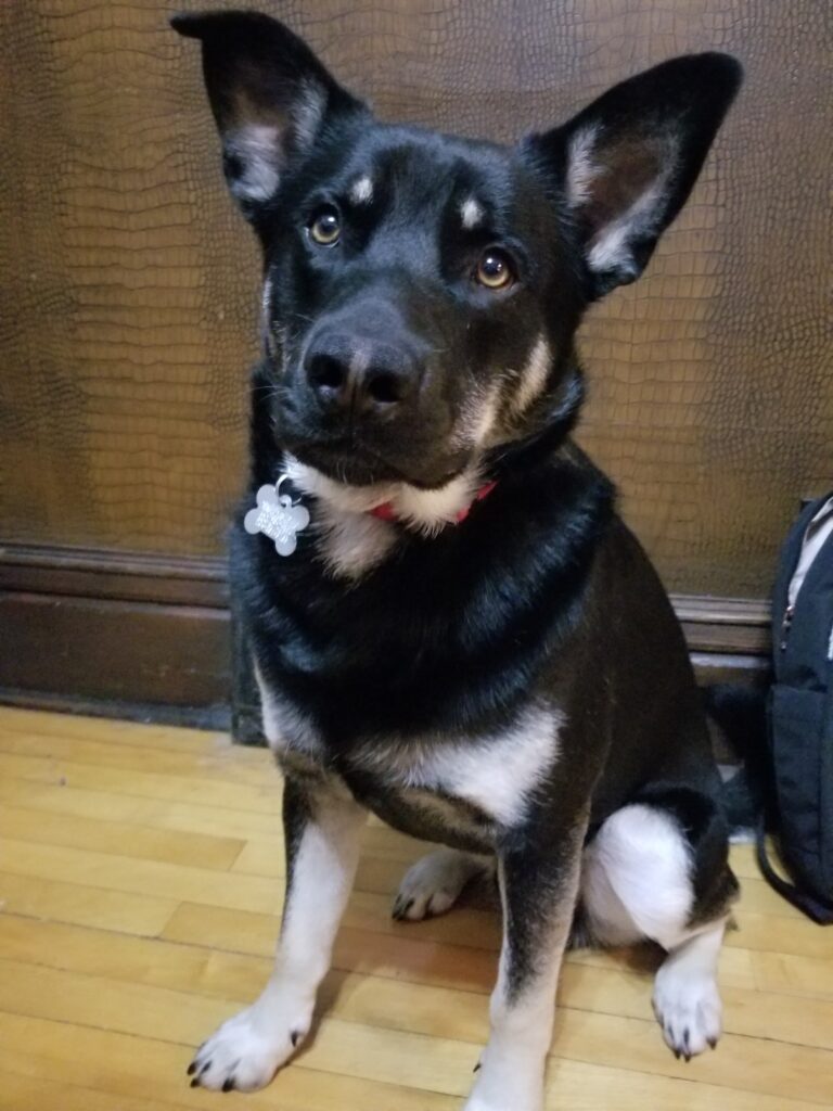 Douglas Manitoba Mutts Dog Rescue