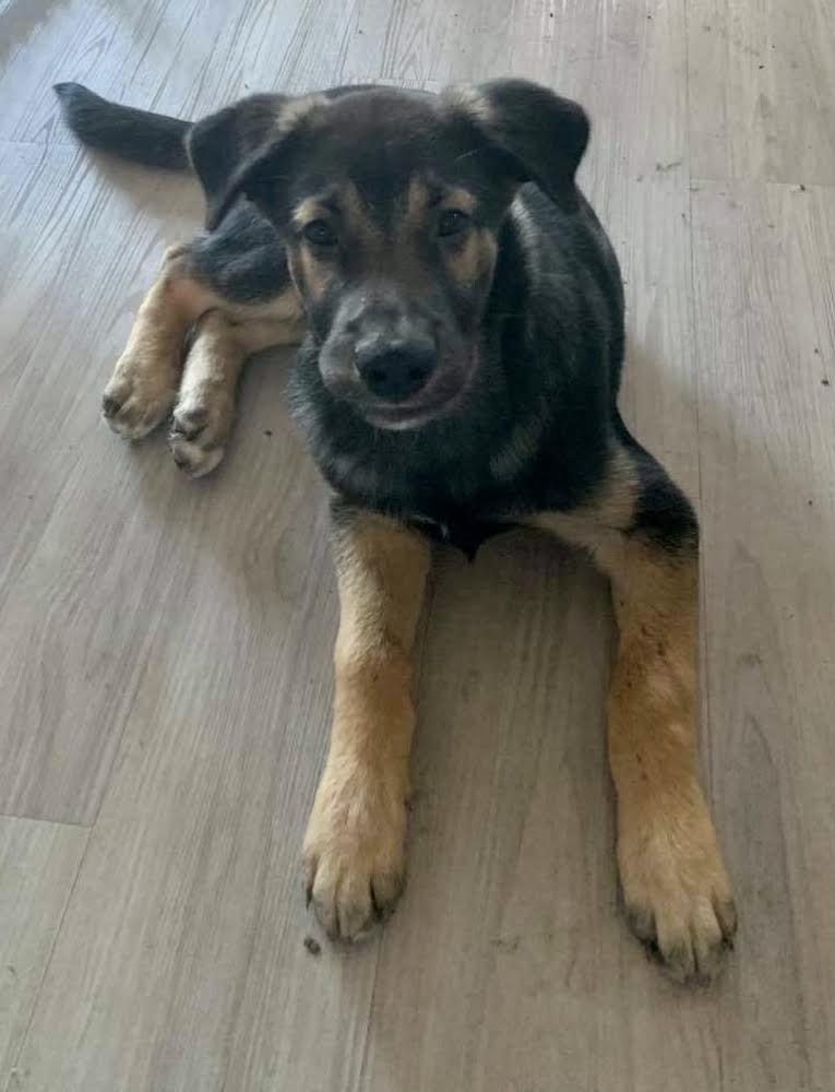 Punch - Manitoba Mutts Dog Rescue
