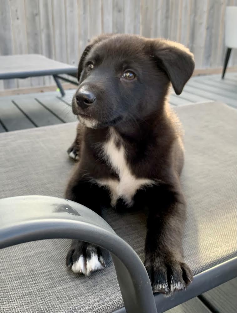 Smith - Manitoba Mutts Dog Rescue