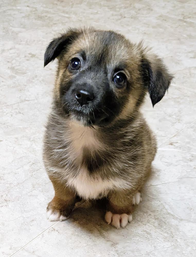 Joel - Manitoba Mutts Dog Rescue