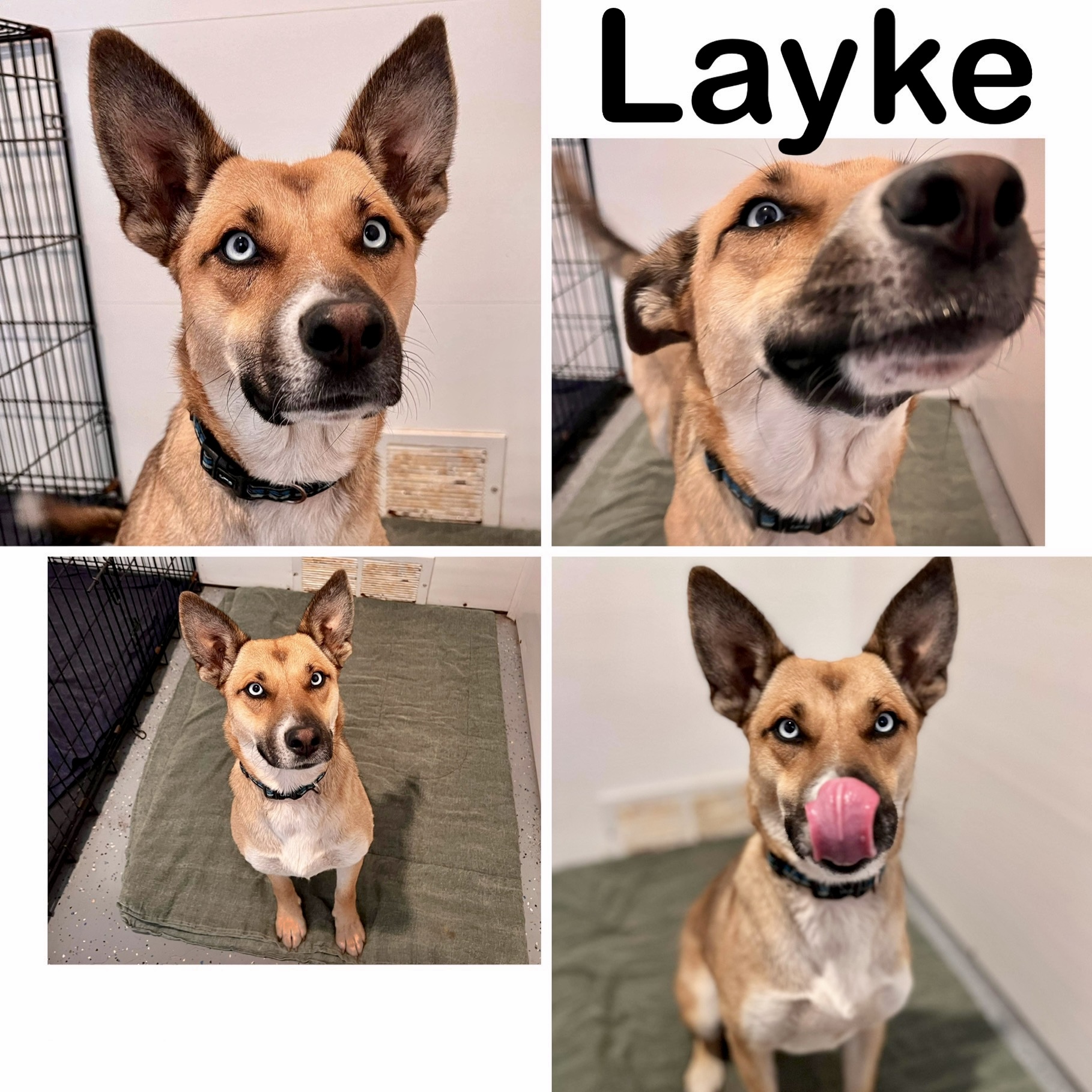 Layke Manitoba Mutts Dog Rescue