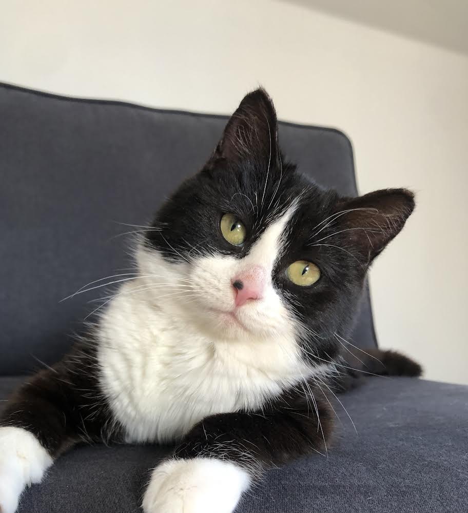 Velvet Manitoba Mutts Dog Rescue