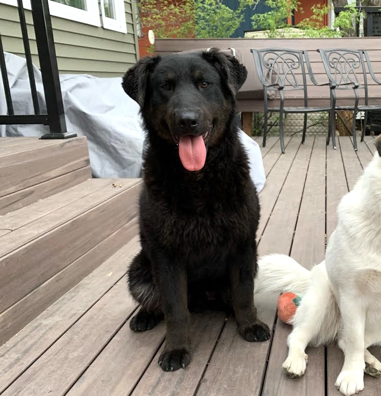 Bear Manitoba Mutts Dog Rescue