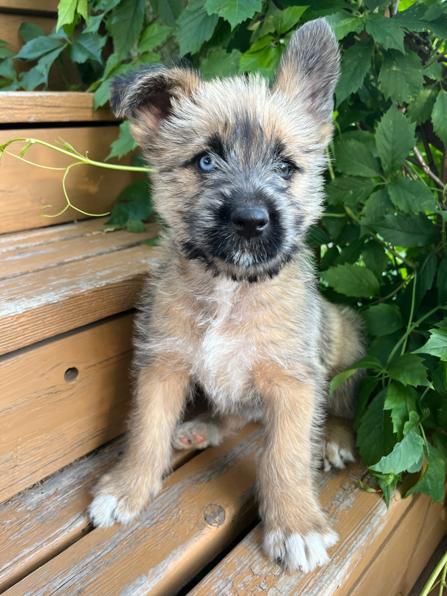 Kate - Manitoba Mutts Dog Rescue