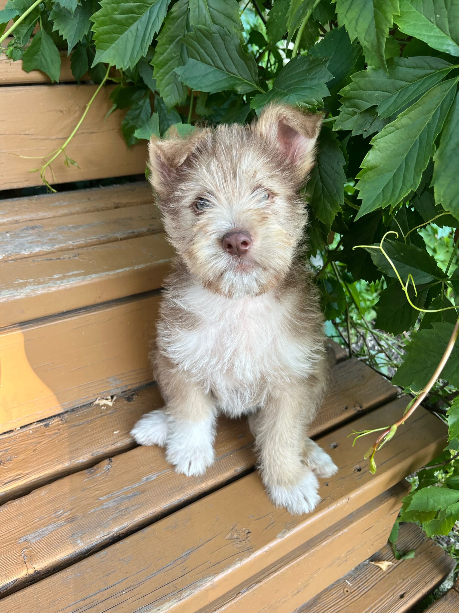 Kevin - Manitoba Mutts Dog Rescue