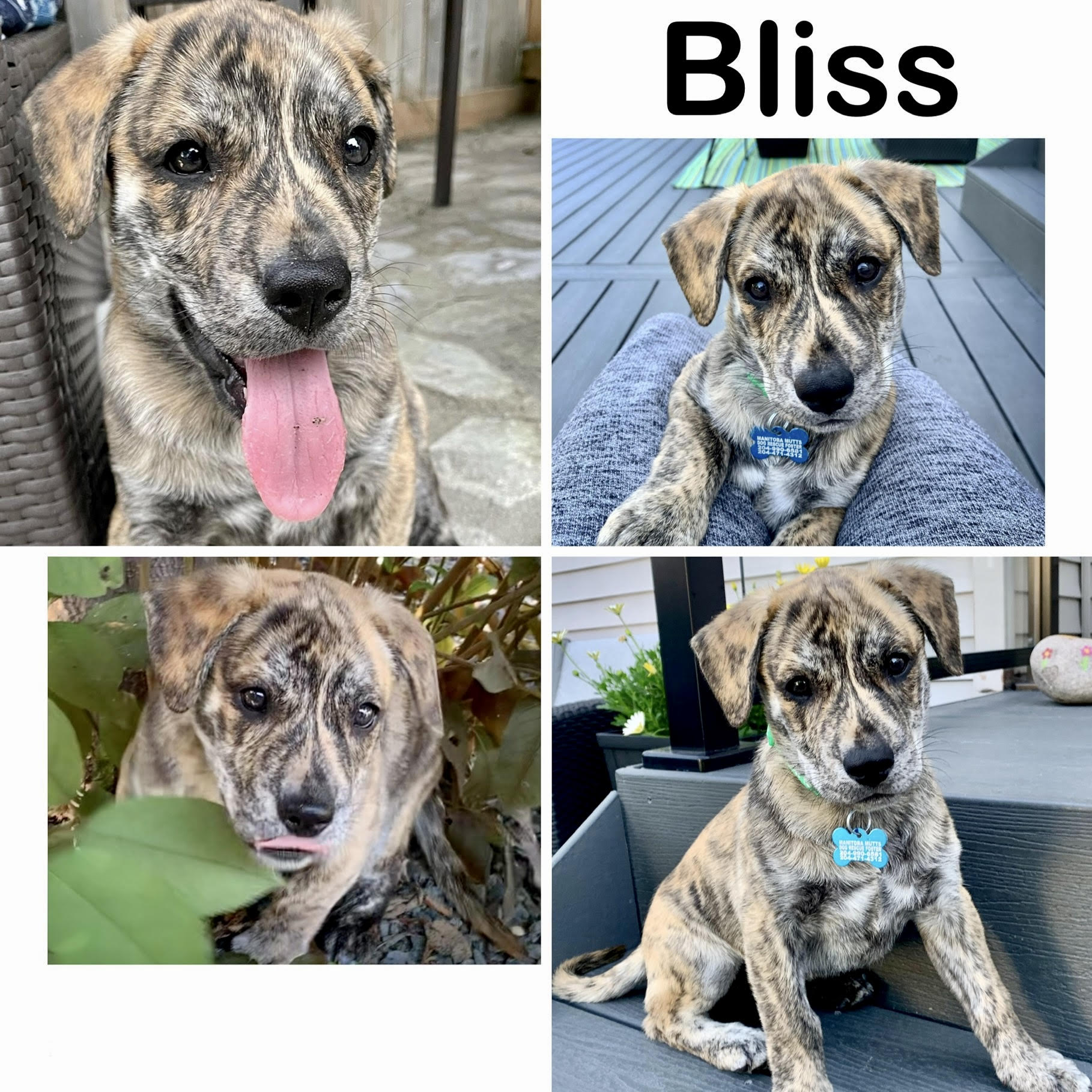 Bliss Manitoba Mutts Dog Rescue