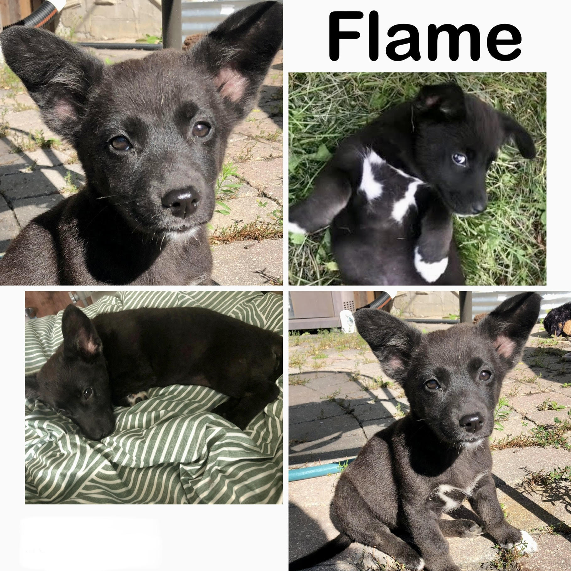 Flame - Manitoba Mutts Dog Rescue