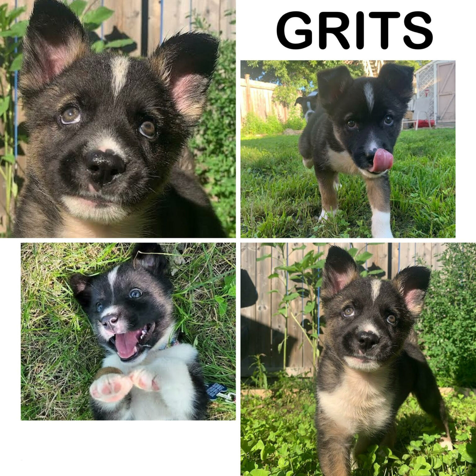 Adoptable Dogs Manitoba Mutts Dog Rescue