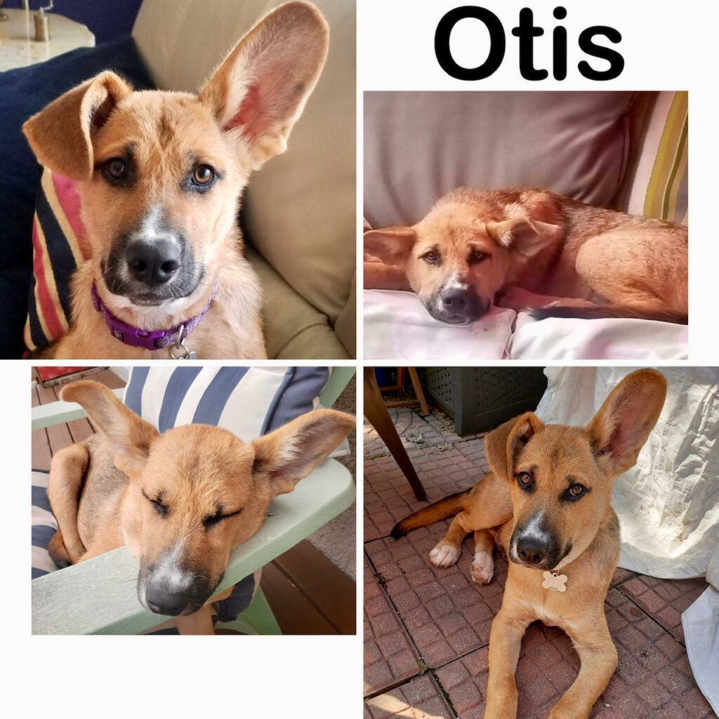 Otis Manitoba Mutts Dog Rescue