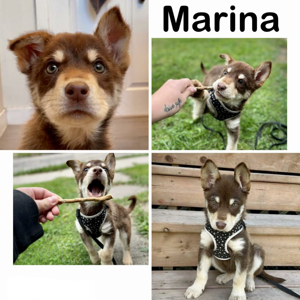 Marina Manitoba Mutts Dog Rescue