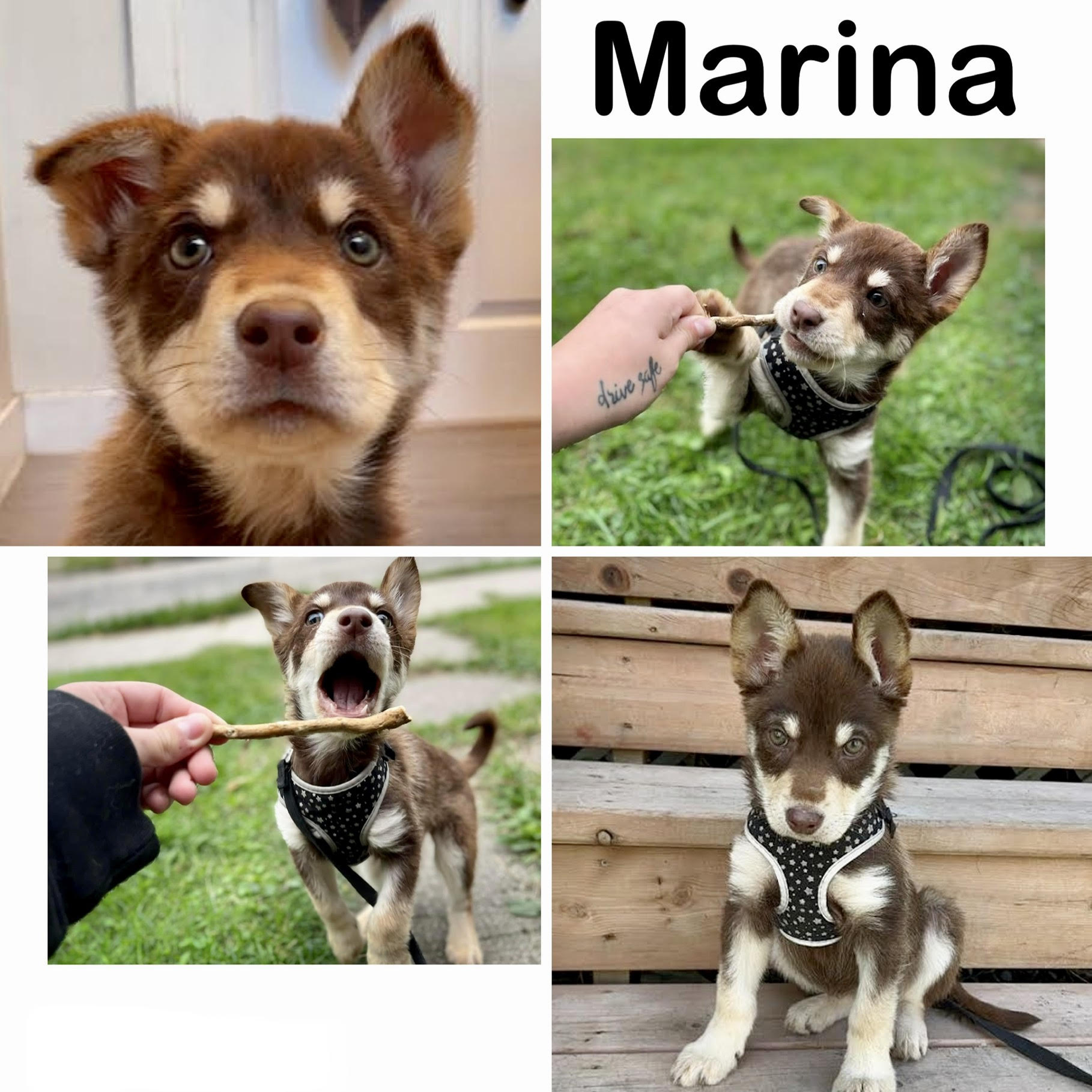 Marina Manitoba Mutts Dog Rescue