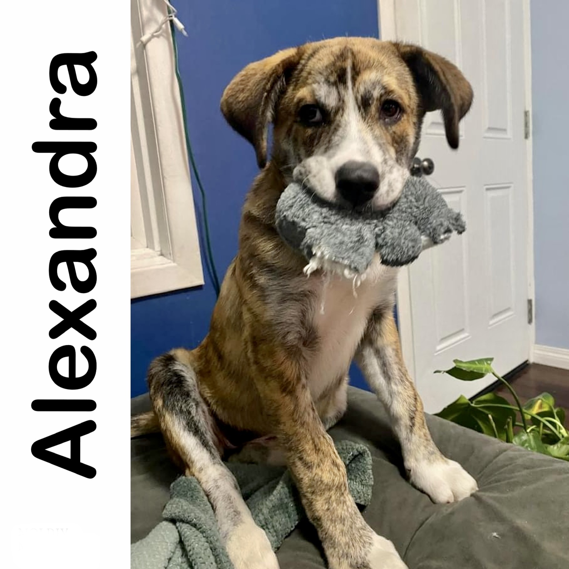Alexandra Manitoba Mutts Dog Rescue