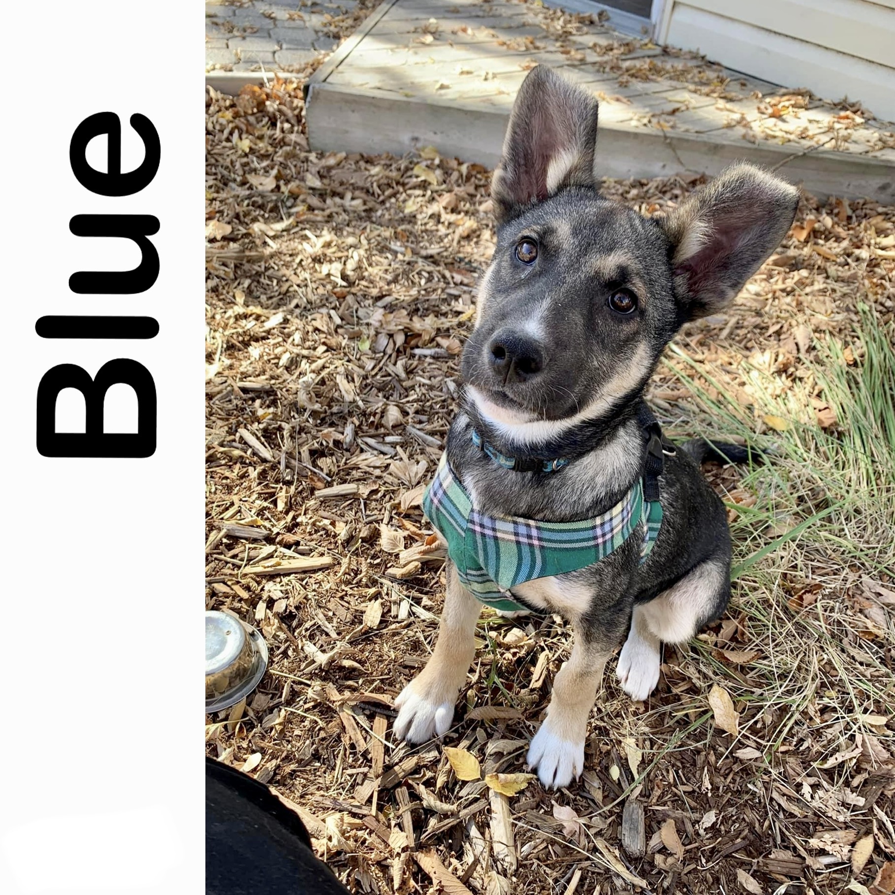 Blue Manitoba Mutts Dog Rescue