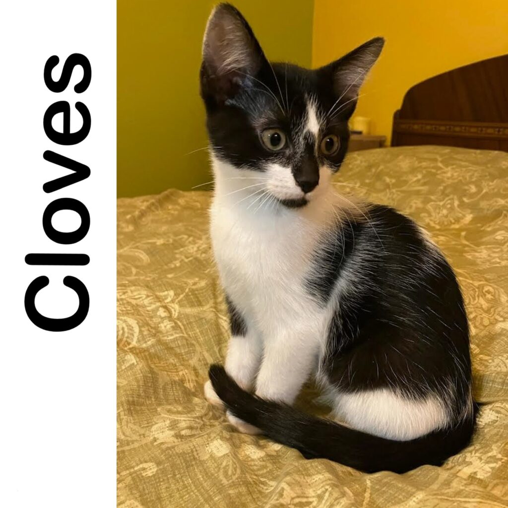 Cloves Manitoba Mutts Dog Rescue