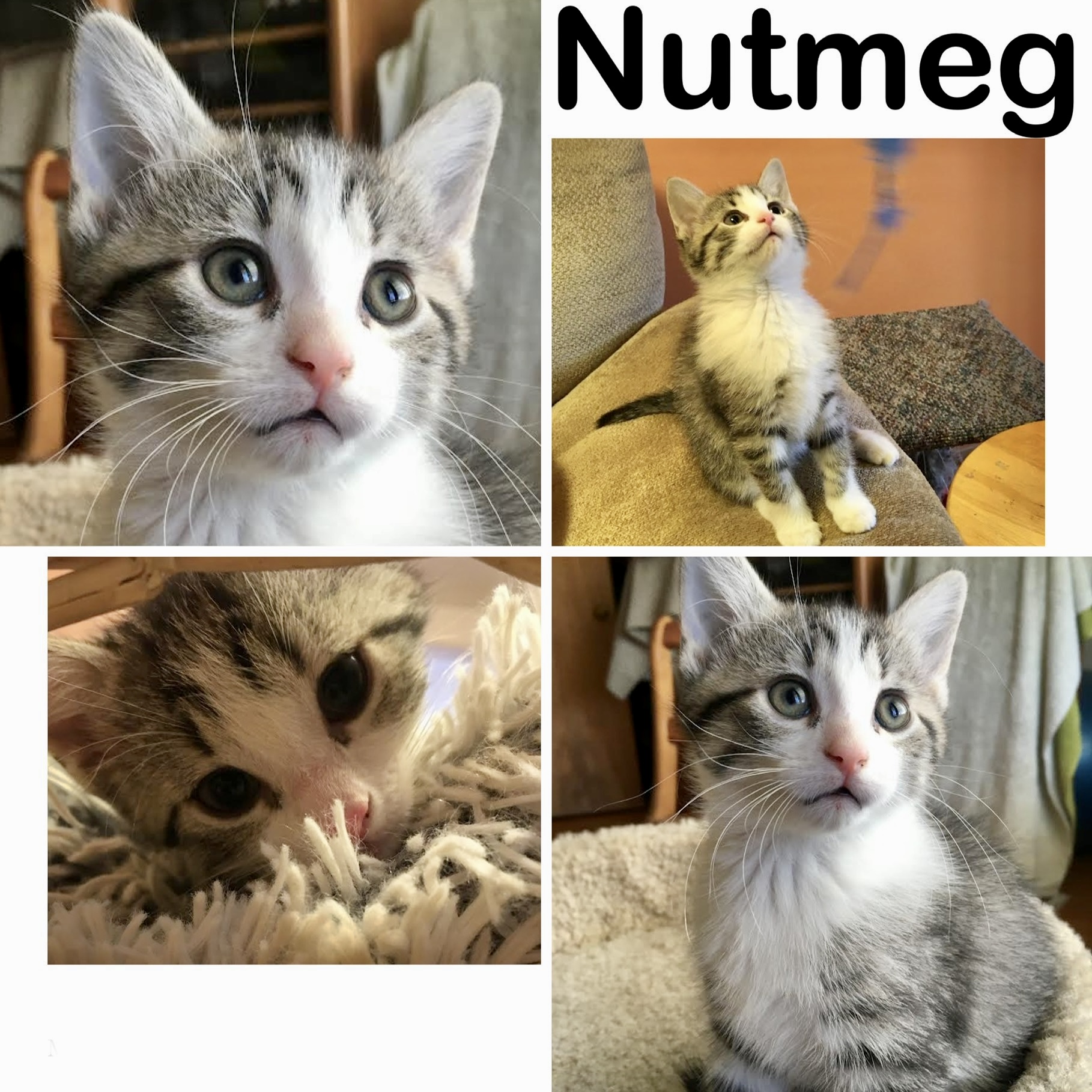 Nutmeg Manitoba Mutts Dog Rescue