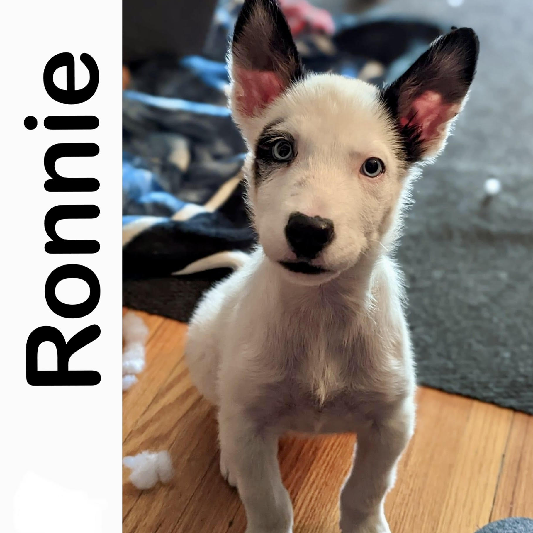 Ronnie Manitoba Mutts Dog Rescue