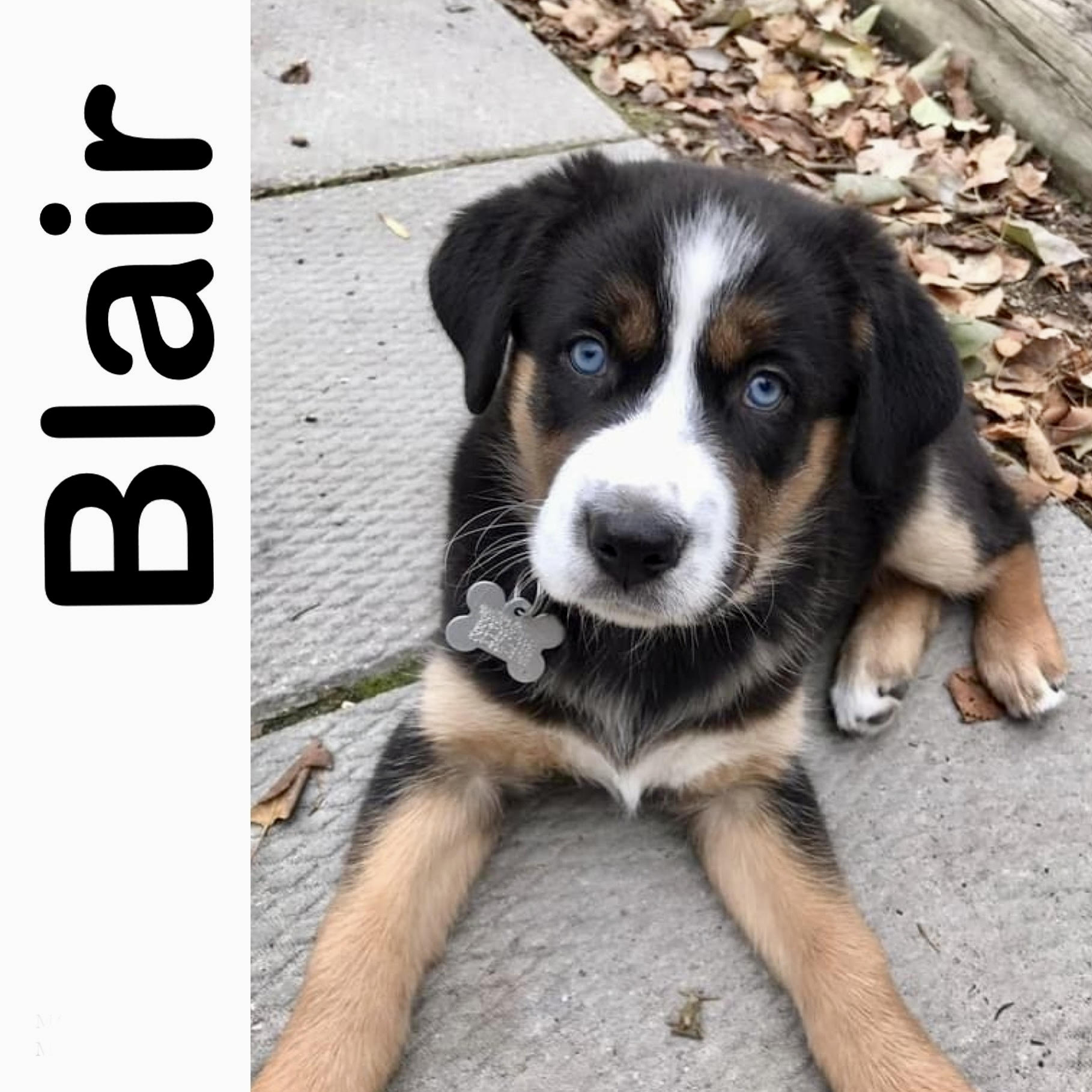 Blair - Manitoba Mutts Dog Rescue
