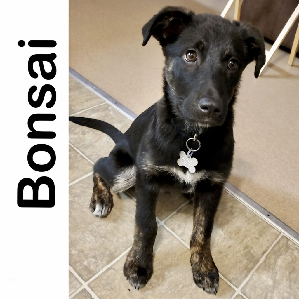 Bonsai Manitoba Mutts Dog Rescue
