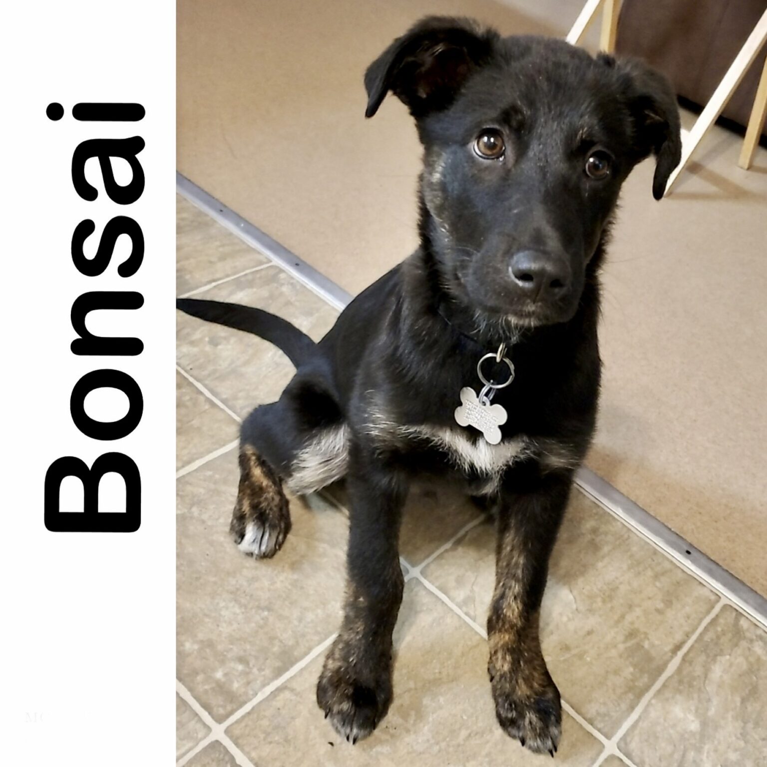 Bonsai Manitoba Mutts Dog Rescue