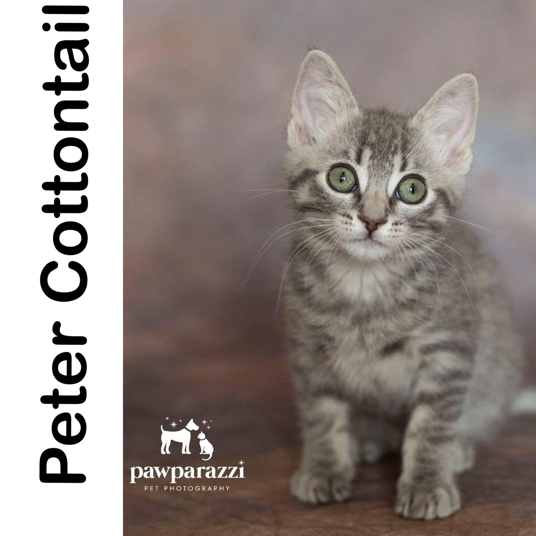 Peter Cottontail Manitoba Mutts Dog Rescue