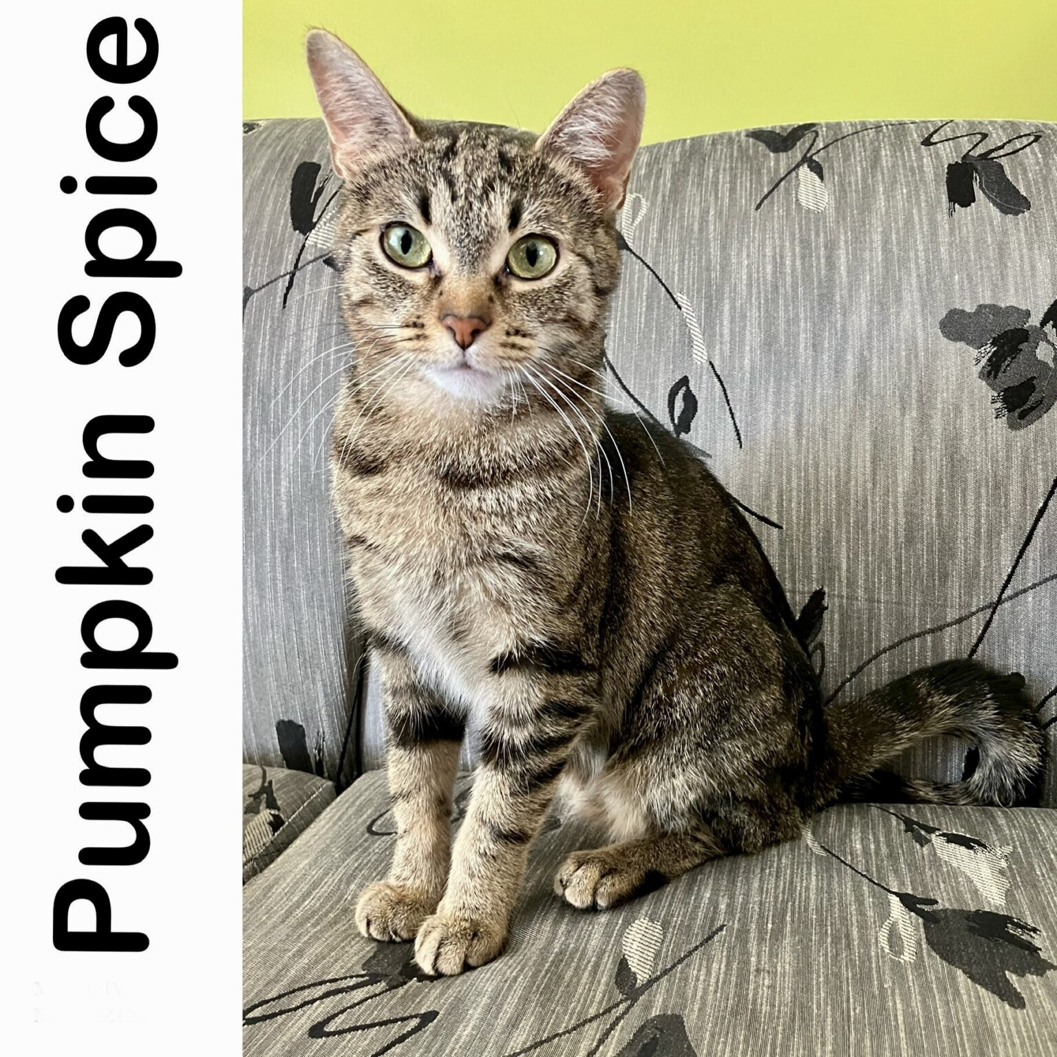 Adoptable Cats - Manitoba Mutts Dog Rescue