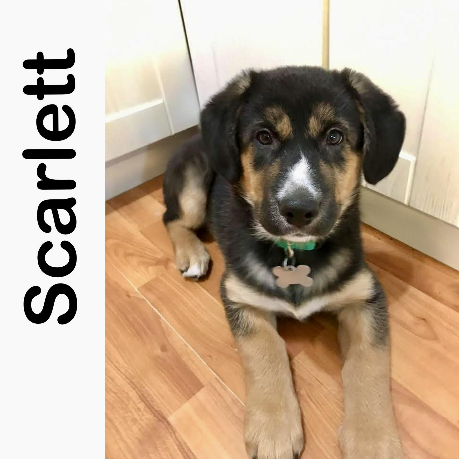 Scarlett Manitoba Mutts Dog Rescue