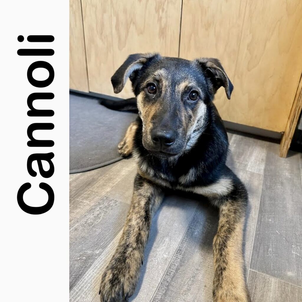 Cannoli Manitoba Mutts Dog Rescue   Cannoli 1024x1024 