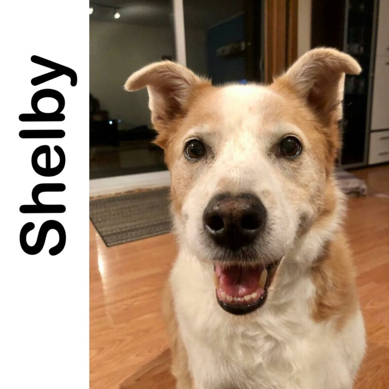 Shelby - Manitoba Mutts Dog Rescue