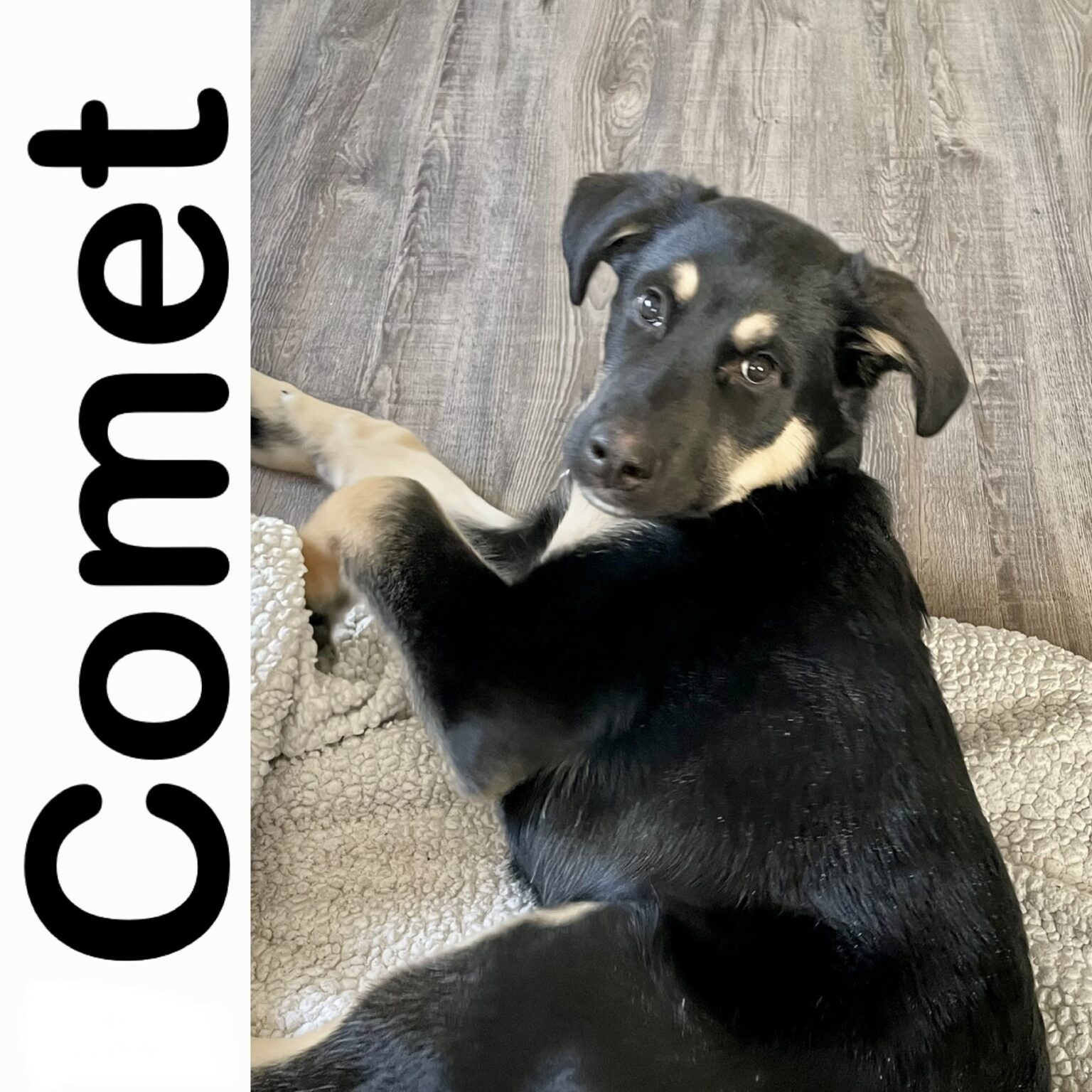 Comet Manitoba Mutts Dog Rescue