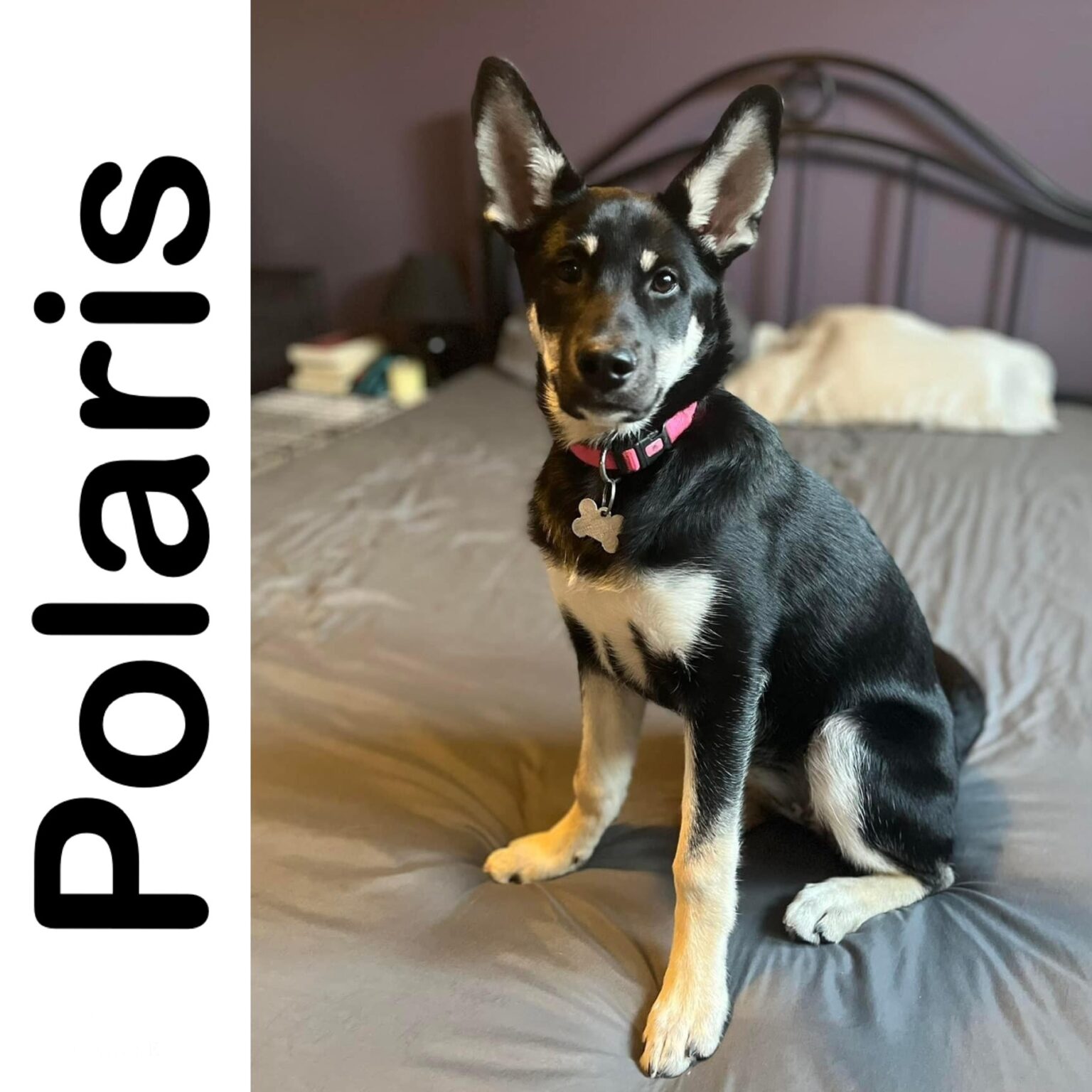 Polaris Manitoba Mutts Dog Rescue