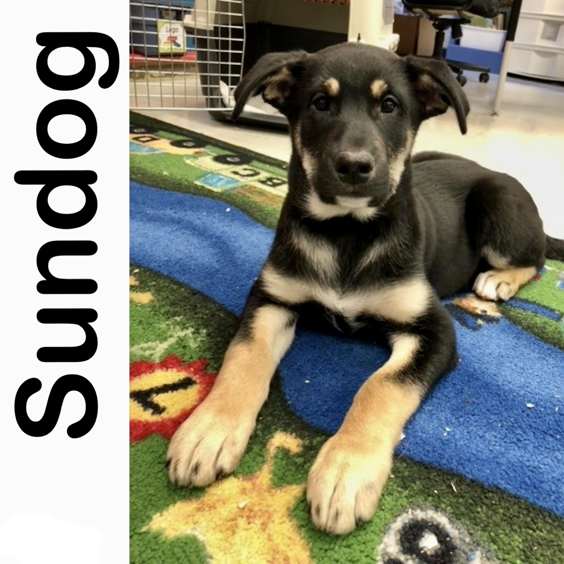 Sundog Manitoba Mutts Dog Rescue