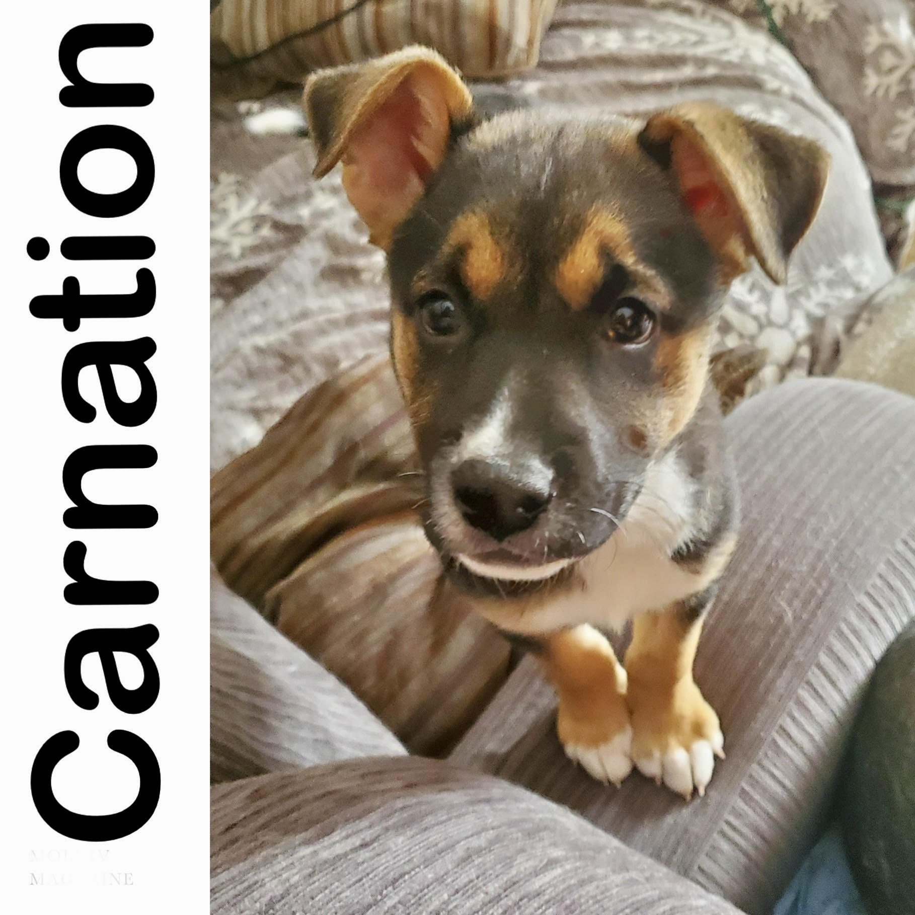 Carnation Manitoba Mutts Dog Rescue