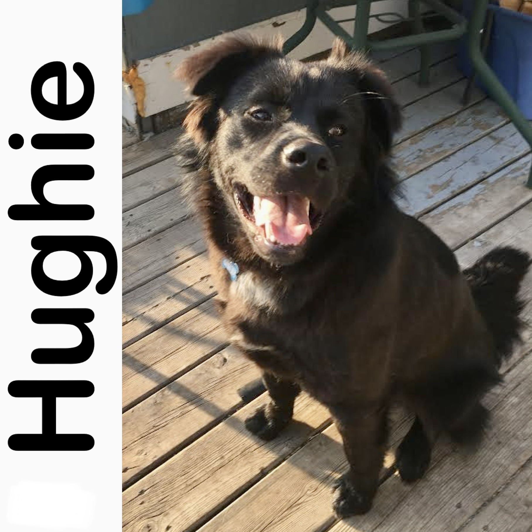 Hughie Manitoba Mutts Dog Rescue