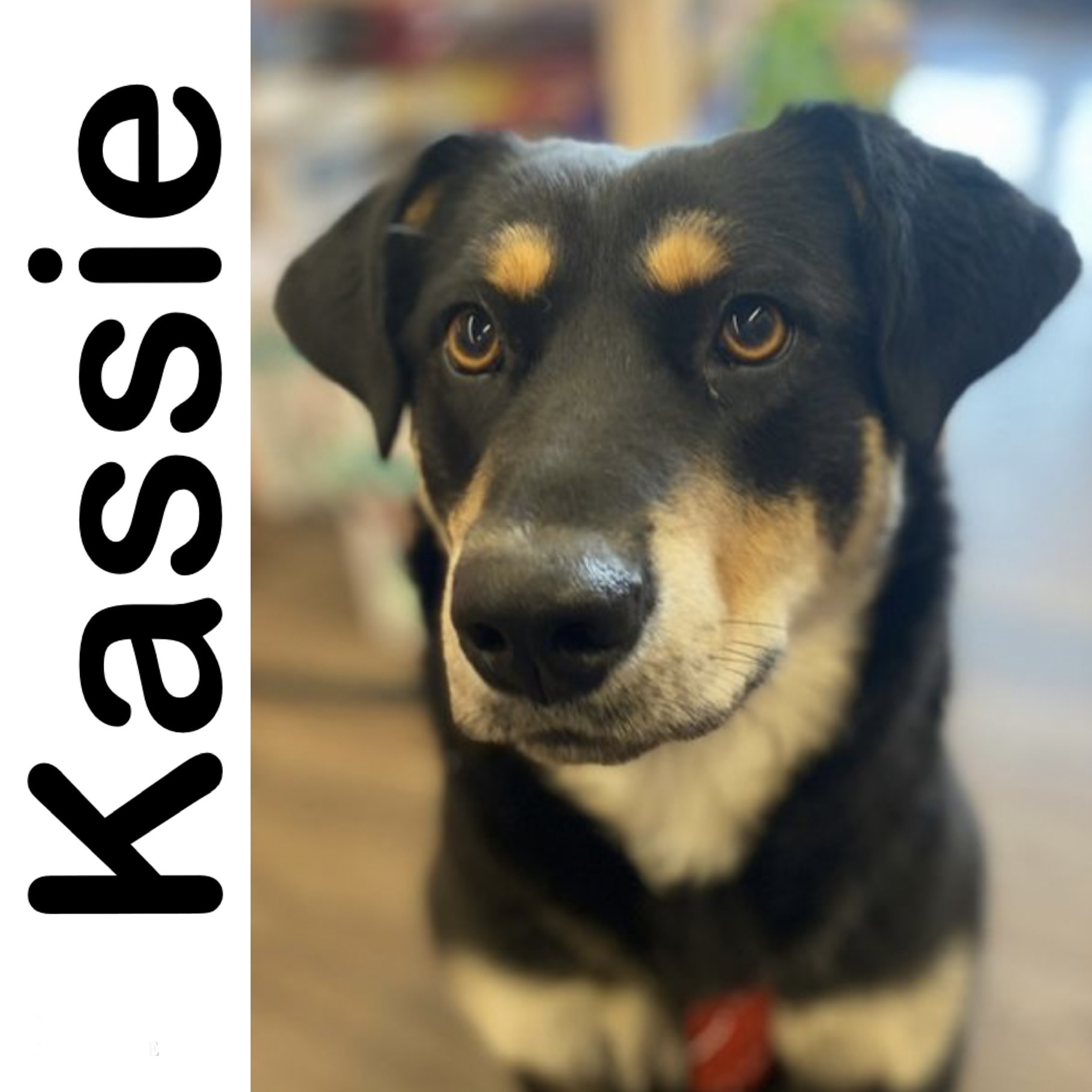 Kassie Manitoba Mutts Dog Rescue