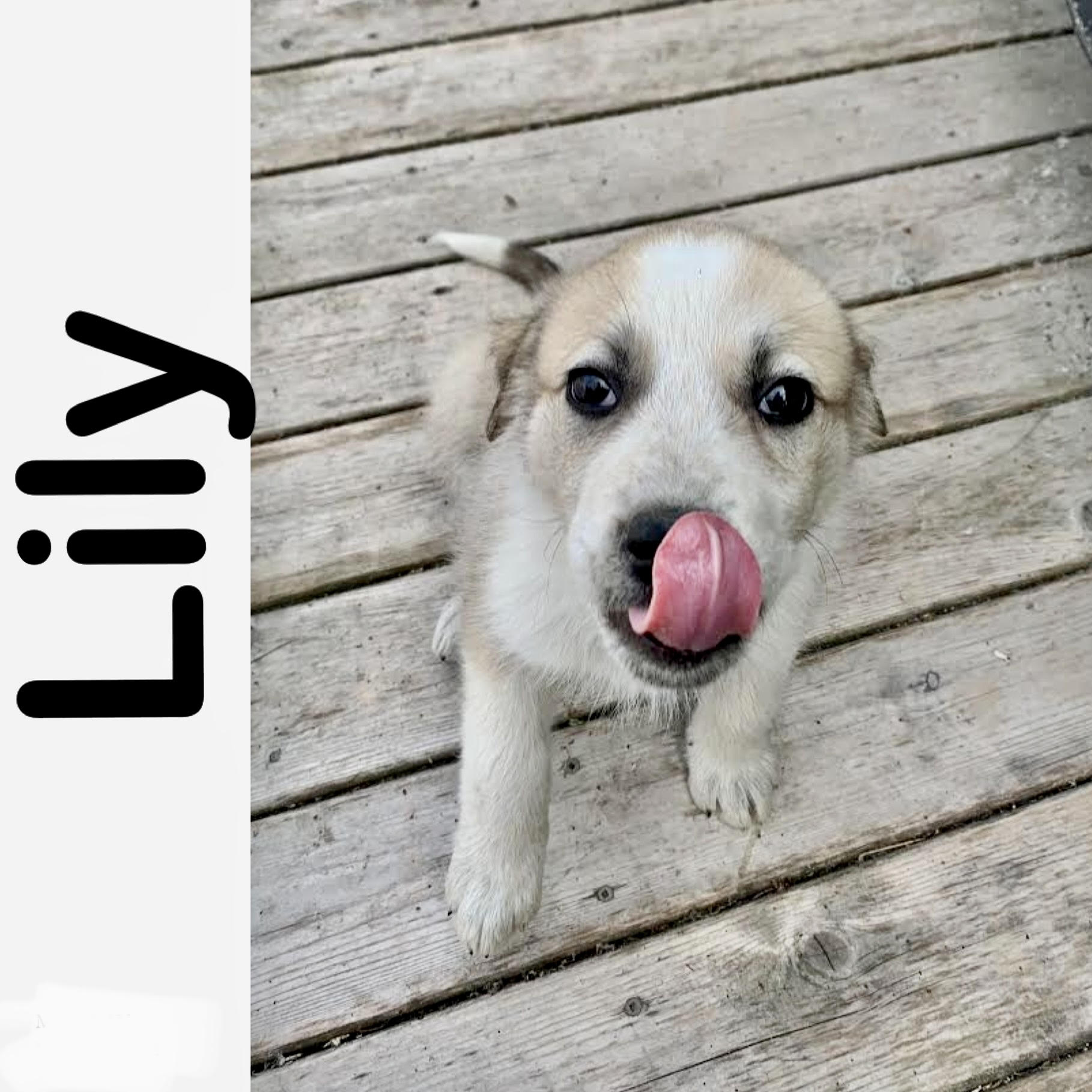 Lily Manitoba Mutts Dog Rescue