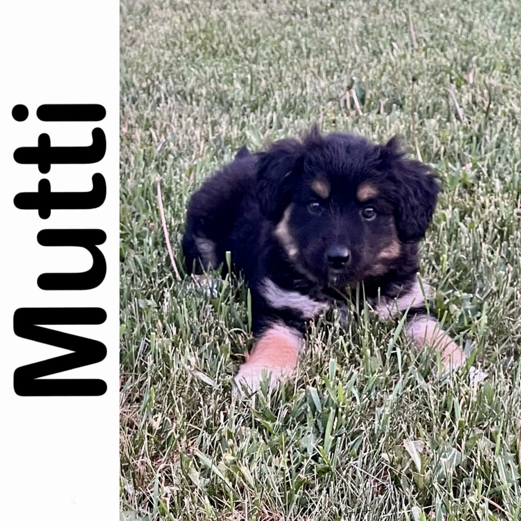 Mutti Manitoba Mutts Dog Rescue