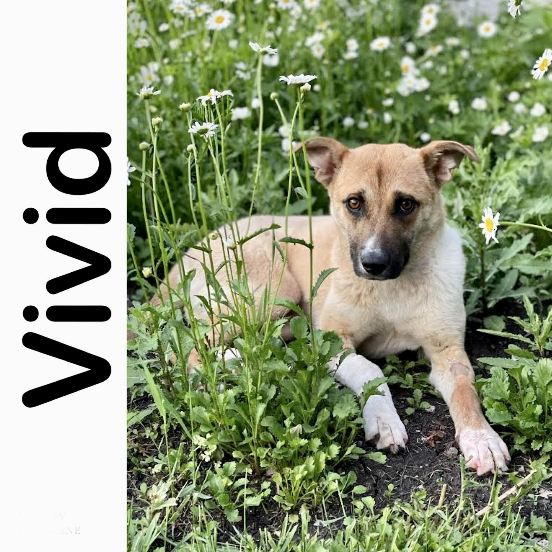 Vivid Manitoba Mutts Dog Rescue